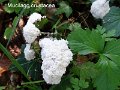 Mucilago crustacea-amf1299